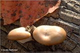 Emerging Oyster Mushrooms.JPG
