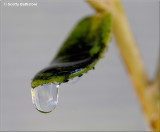 Water Droplett 1.JPG