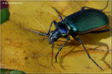 Emerald Beetle 2.JPG