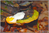 Conifer Polypore.JPG