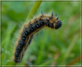 Caterpillar18.JPG