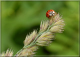 Ladybug21.JPG