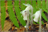 Indian Pipe (Monotropaceae)