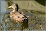 Duck156.jpg