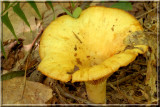 GiantClitocybe335.JPG