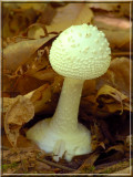 WhiteAgaric286.JPG