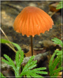 OrangePinwheelMarasmius130.jpg