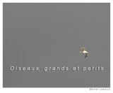 Oiseau 01cw.jpg