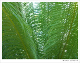 Palmes 11w.jpg