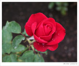 Rose 03w.jpg