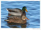 Canard 14w.jpg