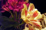 Peruvian Lily