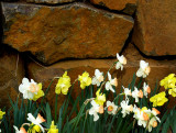 Daffodils And Stone Wall