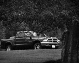 Tree And Truck