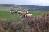 10th November -<BR>Nosy Sheep