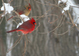 Cardinal Pair in Snowstorm.jpg