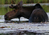 Moose 3755