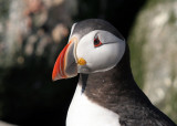 Puffin Portrait 4272