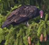 Turkey Vulture 4046