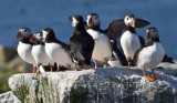 Puffin Meeting 4285