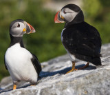 Puffins Chatting 4327