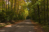 Leaf Strewn Road 6007