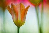 Tulip-0942.jpg