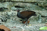 Tabon Bird (Megapodius Cumingii Pusillus)