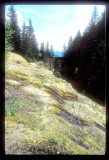 Mt. Rainier National Park, Washington 2005