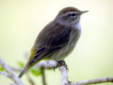 Palm warbler (Dendroica palmarum) 04 ?