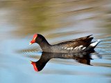 Common Moorhen (Gallinula chloropus) 1