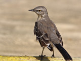 Northern  Mockingbird (Mimus polyglottos) 9