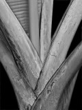 Banana Tree BW