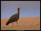 Black Ibis, T.G. Halli