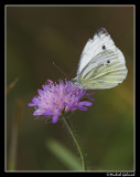 Rovfjril (Pieris rapae)