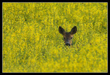 Deer in Rapeseed field