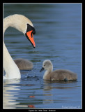 Mute Swan and Cygnet, Malm