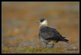 Skua