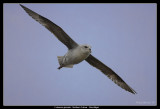 Northern Fulmar