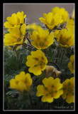 Longyearbyen flower