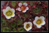 Longyearbyen Flower