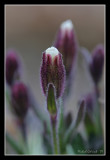 Svalbard Poppy