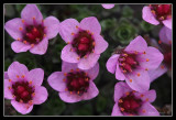 Purple Saxifraga