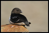 Little Auk