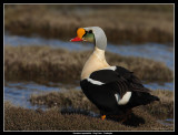 King Eider