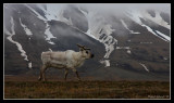 Svalbard Reindeer