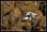 Northern Fulmar