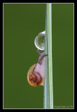 Snail and drop of water