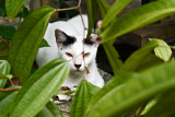 Cat at Ang Siang Hill Park