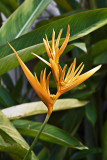 Heliaconia